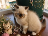 Safkan Exotic Shorthair bebekler