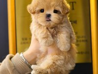 Kore Poodle Kızımın Bebekleri