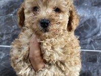 ORJİNAL TÜM RENKLERDE MALTIPOO BEBEKLER