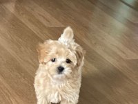 Zeki ve Sevimli Maltipoo Bebişler