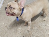 1 yaşında escobar egzotik silver fawn french bulldog