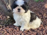Irk ve Sağlık Garantili Shih-Tzu Yavrular