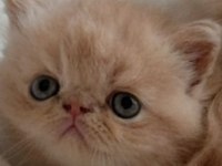 Küçük garfield kedimiz başka bir aileye gitmeye hazır