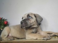 Egzotik cane corso yavrularım