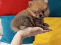 TEACUP POMERANİAN YAVRULARI