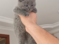 Safkan British Shorthair cinsi yavrumuz teslime hazır