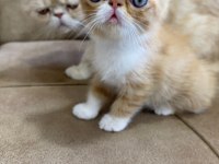 Exotic shorthair yavru erkek 2 aylık