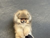TEACUP ÜST KALİTE POMERANİAN BOO