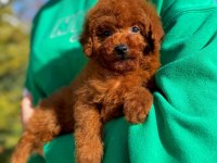 Toy poodle erkek yavrumuz
