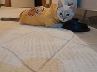 Dişi ve erkek iki british shorthair yavru sahibini bekliyor