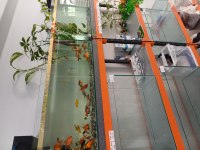 Japon Balığı Pirana Petshop Görükle Nilüfer