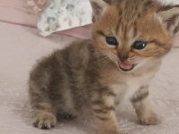 British shorthair tabby