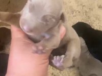 Doberman özel renk bebeklerimiz için acele edin