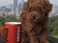 Irk garantili toy poodle