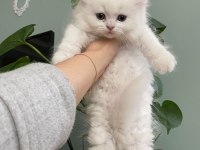 Safkan şecereli british longhair beyaz yavru