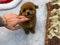 Kore toy poodle