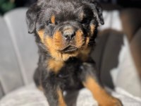 Gerçek Macar rottweiler koca kafa yavrular en iyisi