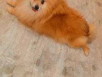 Ev ortamına alışkın çocuklarla arası çok iyi dişi pomeranian