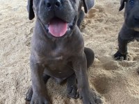 Dev Premium Cane Corso Yavruları