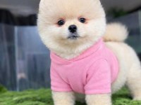 Pomeranian Yavrularımız Gelmiştir