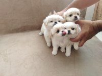 Orjinal Emperyal Pekingesse