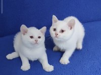 YENİ YUVASINA GİTMEYE HAZIR  BRİTİSH PONÇİKLER