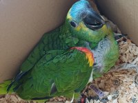 Bebek blue front mavi alın amazon papağanı