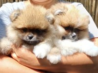 Pomeranian boo garantili erkek ve dişi
