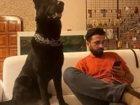 Dev Siyah Alman Kurtlar