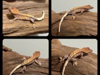 YAVRU CRESTED GECKOLAR