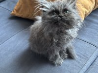 Safkan british longhair