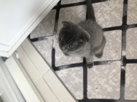 Kırık kulak Erkek Yavru