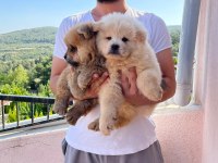 A Kalite Chow Chow Yavrularımız