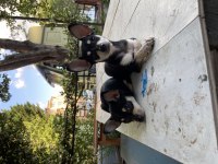 2 Aylık Dişi Minyatür Pinscher Yavrular
