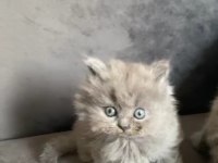 Scottish shorthair yavru Antalya