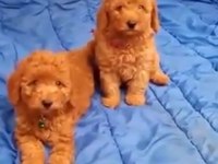 Toy poodle bulunmayan nadir renkler