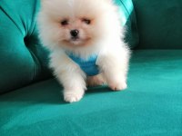 Yasal ruhsatlı çiftlikten pomeranian boo yavrular