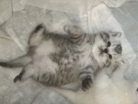 Sevimli scottish fold bebekler