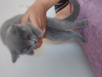 British Shorthair 2,5 Aylık
