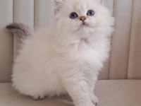Silver Point British Longhair Dişi Ve Erkek Kardeşler