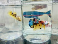 Canndy betta (koi-plakat)