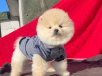 AYI SURAT POMERANİAN BEBEKLER