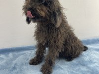 Egzotik Güzellik Poodle