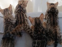 WCF show class bengal kedisi bebekler