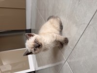 Blue Point Dişi 2 Aylık British Shorthair