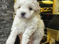 Maltese terrier 60 günlük