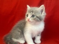 6 adet bi color silver shaded ve silver point kedimiz
