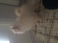 Pomeranian spitz yavrumuz