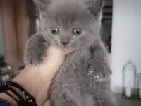 Yeni yuvalarına gitmeye hazır british shorthair minnaklar