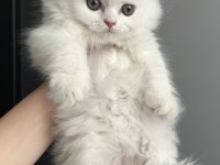 Sıfır kulak longhair scottish fold